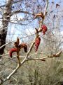 096_01_03bmc_Topol_crni_Populus_nigra.jpg