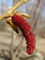096_01_03bmd_Topol_crni_Populus_nigra.jpg