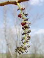 096_01_03bmf_Topol_crni_Populus_nigra.jpg