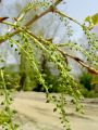 096_01_03bzd_Topol_crni_Populus_nigra.jpg