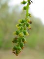 096_01_03bze_Topol_crni_Populus_nigra.jpg