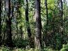096_01_04ba_topol_kanadski_Populus_x_canadensis_IMG_1939a.jpg