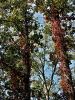 096_01_04bc_topol_kanadski_Populus_x_canadensis_IMG_1940a.jpg
