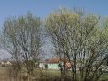096_02_11_mz_Vrba_iva_Salix_caprea_DSC08697.jpg