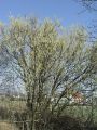096_02_11bma_Vrba_iva_Salix_caprea_DSC08695.jpg