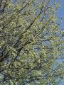 096_02_11bmb_Vrba_iva_Salix_caprea_DSC08699.jpg