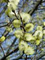 096_02_11bmc_Vrba_iva_Salix_caprea_DSC08689.JPG
