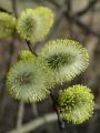 096_02_11bmd_Vrba_iva_Salix_caprea_DSC08690.JPG