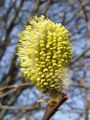 096_02_11bme_Vrba_iva_Salix_caprea_2009_03170006.JPG