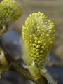 096_02_11bmf_Vrba_iva_Salix_caprea.jpg
