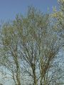 096_02_11bza_Vrba_iva_Salix_caprea_DSC08696.jpg
