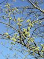 096_02_11bzb_Vrba_iva_Salix_caprea_DSC08862.jpg