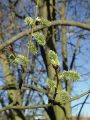096_02_11bzc_Vrba_iva_Salix_caprea_DSC08857.jpg
