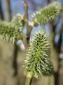 096_02_11bzd_Vrba_iva_Salix_caprea_DSC08856.jpg