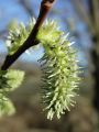 096_02_11bze_Vrba_iva_Salix_caprea_DSC08861.jpg