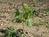 099_06_01bb_oslezovec_barzunasti_Abutilon_theophrasti_IMG_4246.JPG