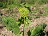 099_06_01bc_oslezovec_barzunasti_Abutilon_theophrasti_IMG_4248.JPG
