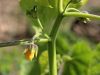 099_06_01bd_oslezovec_barzunasti_Abutilon_theophrasti_IMG_4247.JPG