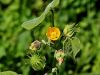 099_06_01be_oslezovec_barzunasti_Abutilon_theophrasti_IMG_8340a.jpg