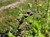099_06_01bf_oslezovec_barzunasti_Abutilon_theophrasti_IMG_8288aa.jpg