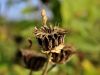 099_06_01bg_oslezovec_barzunasti_Abutilon_theophrasti_IMG_8289a.jpg