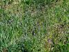 Filename=122_14_06aa_spomincica_njivska_Myosotis_arvensis_2011_04090001.jpg
Filesize=306KB
Dimensions=900x675
Date added=Jun 10, 2017 122_14_06aa_spomincica_njivska_Myosotis_arvensis_2011_04090001.jpg