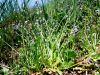 Filename=122_14_06ab_spomincica_njivska_Myosotis_arvensis_2011_04090002.JPG
Filesize=552KB
Dimensions=900x675
Date added=Jun 10, 2017 122_14_06ab_spomincica_njivska_Myosotis_arvensis_2011_04090002.JPG