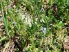 Filename=122_14_06ac_spomincica_njivska_Myosotis_arvensis_2011_04090007.JPG
Filesize=425KB
Dimensions=900x675
Date added=Jun 10, 2017 122_14_06ac_spomincica_njivska_Myosotis_arvensis_2011_04090007.JPG