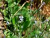 Filename=122_14_06ad_spomincica_njivska_Myosotis_arvensis_2011_04090004.JPG
Filesize=254KB
Dimensions=900x675
Date added=Jun 10, 2017 122_14_06ad_spomincica_njivska_Myosotis_arvensis_2011_04090004.JPG