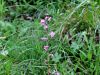 125_20_11cb_usivec_klasasti_Pedicularis_rostratospicata_IMG_8159.JPG