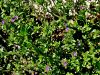 135_03_02cb_njivno_zrcalce_hibridno_Leguisia_hybrida_IMG_0574aa.jpg