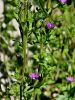 135_03_02cc_njivno_zrcalce_hibridno_Leguisia_hybrida_IMG_0558aa.jpg