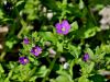 135_03_02cd_njivno_zrcalce_hibridno_Leguisia_hybrida_IMG_0575aa.jpg