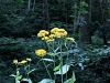 136_21_01bf_ognjica_navadna_Telekia_speciosa_IMG_8499a.jpg