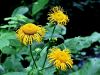 136_21_01bg_ognjica_navadna_Telekia_speciosa_IMG_8503a.jpg