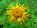 136_21_01cd_Ognjica_navadna_Tekelia_speciosa_2014_07260053a.jpg