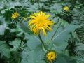 136_21_01ce_Ognjica_navadna_Tekelia_speciosa_2014_07260049a.jpg