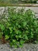 136_30_01ba_bodic_navadni_Xanthium_strumarium_DSC01828a.jpg