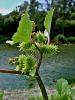 136_30_01bc_bodic_navadni_Xanthium_strumarium_DSC01790a.jpg