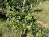 136_30_01ca_bodic_navadni_Xanthium_strumanium_IMG_9662.JPG