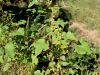 136_30_01cb_bodic_navadni_Xanthium_strumanium_IMG_9663.JPG