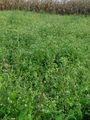 Filename=136_31_02ba_vejicati_rogovilcek_Galinsoga_ciliata_DSC03527.jpg
Filesize=312KB
Dimensions=675x900
Date added=Mar 22, 2009 136_31_02ba_vejicati_rogovilcek_Galinsoga_ciliata_DSC03527.jpg