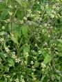136_31_02bb_vejicati_rogovilcek_Galinsoga_ciliata_DSC03528.jpg
