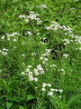 136_34_03ba_pehtranov_rman_Achillea_ptarmica_DSC01731.jpg