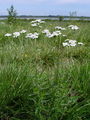 136_34_03bb_pehtranov_rman_Achillea_ptarmica_DSC01734.jpg