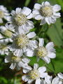 136_34_03bc_pehtranov_rman_Achillea_ptarmica.jpg