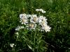 136_34_03bd_Rman_pehtranov_Achillea_ptarmica2011_06290001a.jpg
