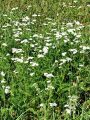 136_34_06ba_Rman_navadn_Achillea_millefolium_2011_09180005.JPG