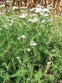 136_34_06bb_Rman_navadni_Achillea_millefolium_2011_09180006.jpg