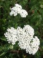 136_34_06bc_Rman_navadni_Achillea_millefolium_2011_09180008.jpg